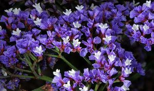 LIMONIUM ST FRAN VIOLET 70